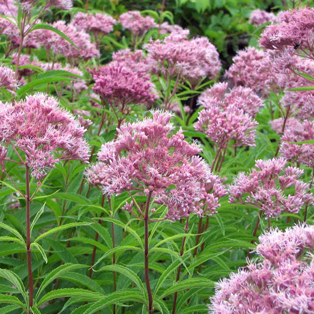 Eupatorium maculatum