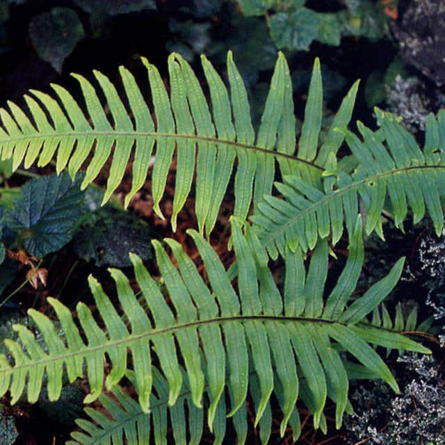 Polypodium vulgare Cornubiense