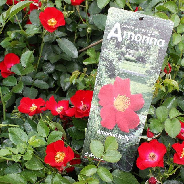 Mini Rose Rally Amorina Foglie appiccicose