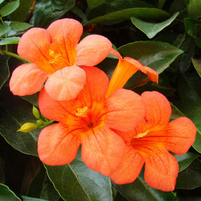Campsis grandiflora