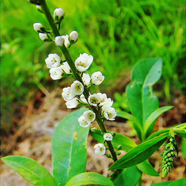 Lysimachia fortunei Super Snow