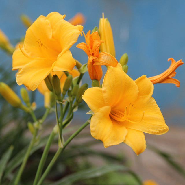 Hemerocallis fulva