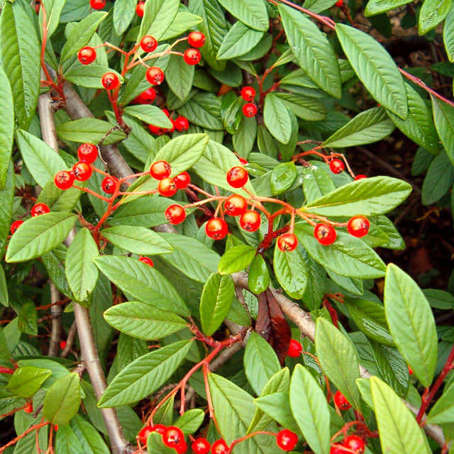 Cotoneaster salicifolius