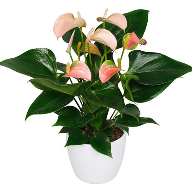 Anthurium andraeanum Joli Peach Sticky Leaves