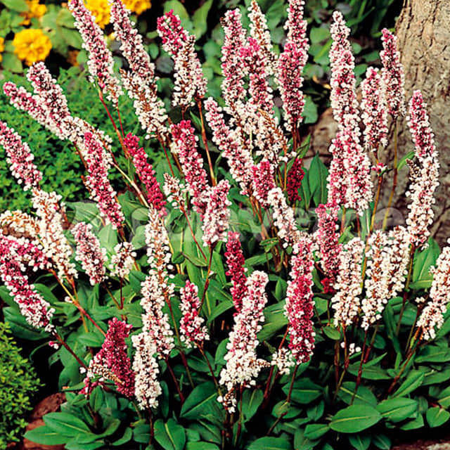 Polygonum affine