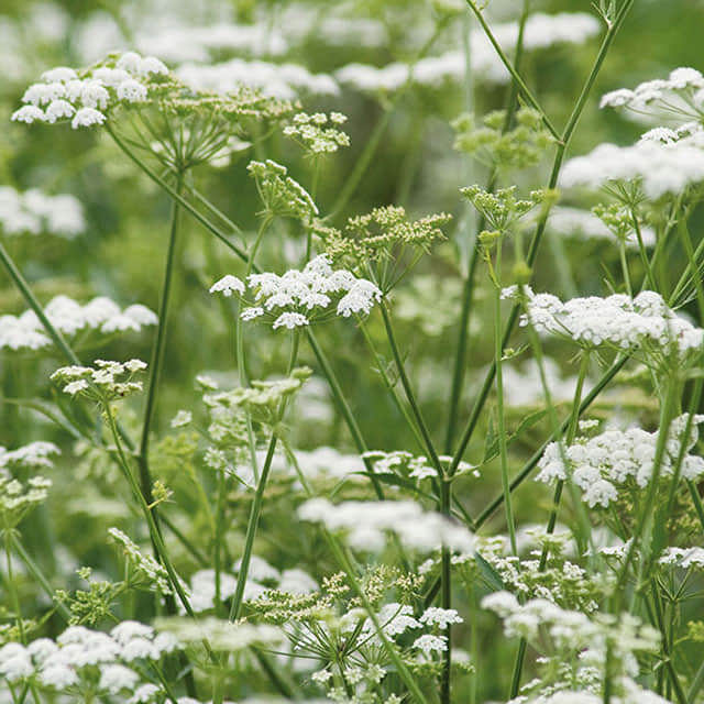 Anthriscus sylvestris