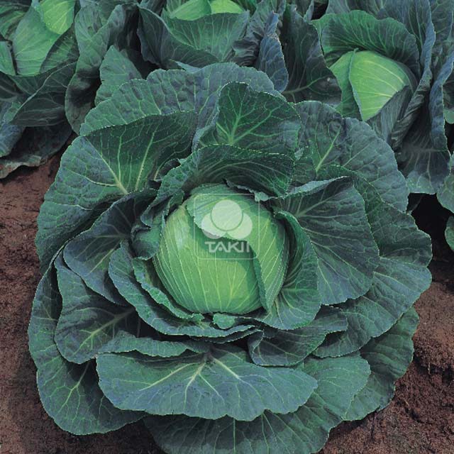 Brassica oleracea Green Rich F1 Sticky Leaves