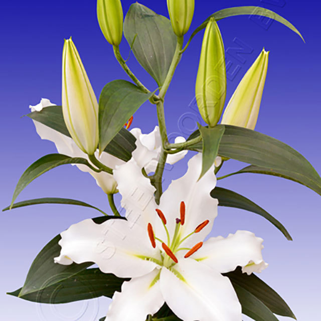 Lilium Oriental Helvetia