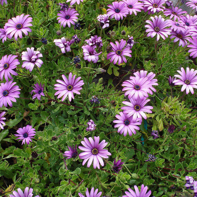 Osteospermum fruticosum