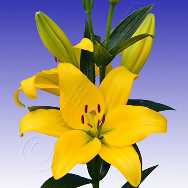 Lilium hybrid Minou Ragnatele sottili