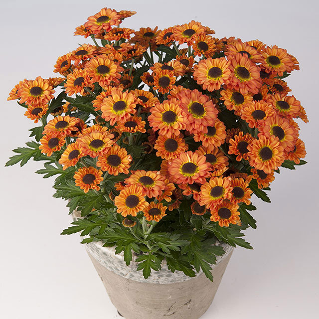 Chrysanthemum Pico Libero Fine Webbing