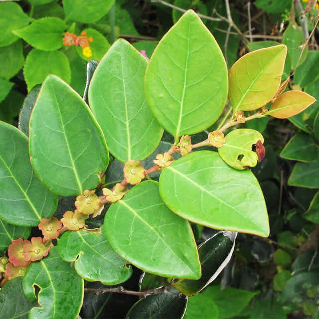 Breynia fruticosa