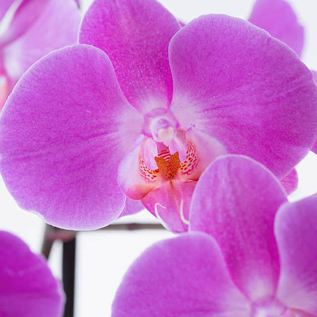 Phalaenopsis Rose Red