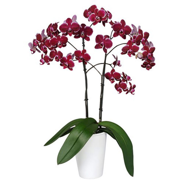 Phalaenopsis Marseille