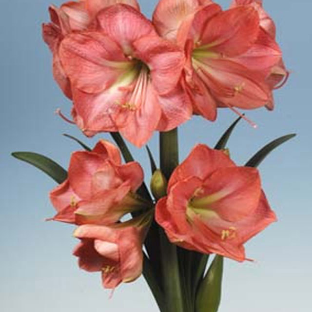 Hippeastrum Vera
