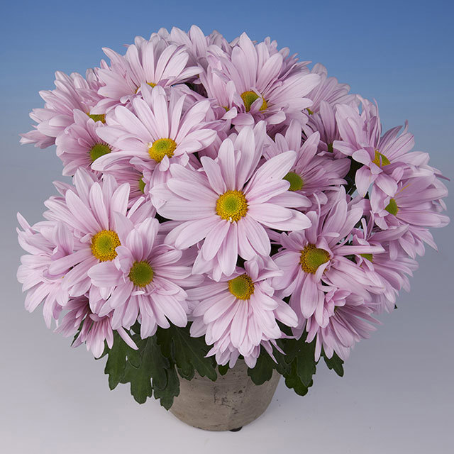 Chrysanthemum Gaucho Fine Webbing