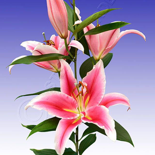 Lilium oriental Paradero Fine Webbing