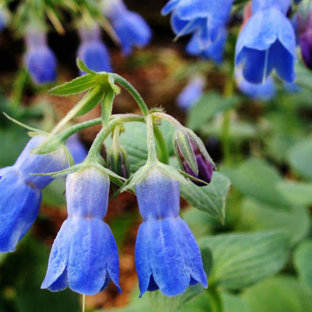 Mertensia ciliata