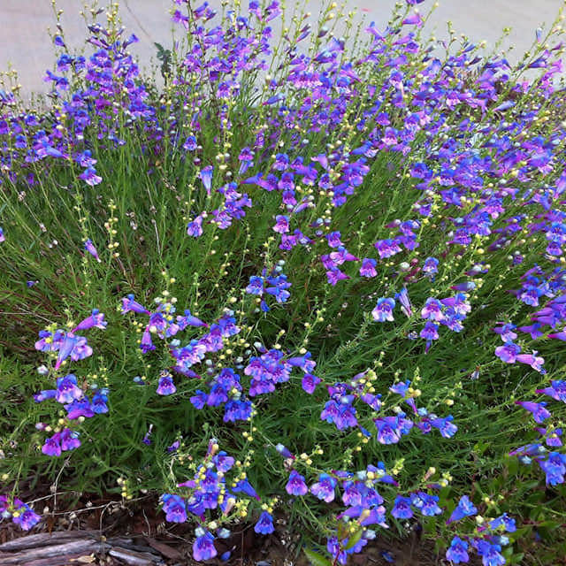 Penstemon heterophyllus