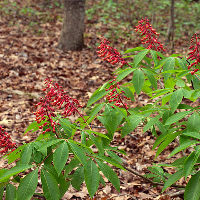 Aesculus pavia