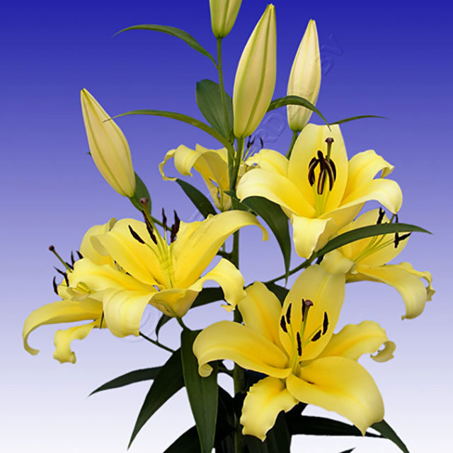 Lilium Serano White Cottony Spots