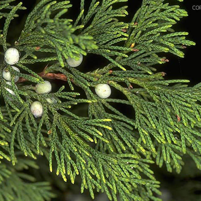 Cupressus funebris