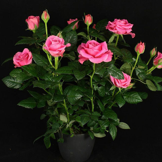 Mini Rose Ocean Ovation Leggy Stems