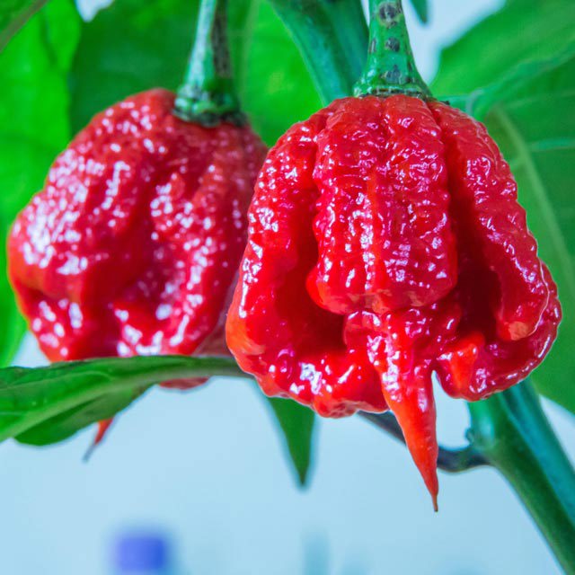 Trinidad Moruga Scorpion Drooping Leaves