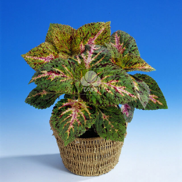 Coleus Marble