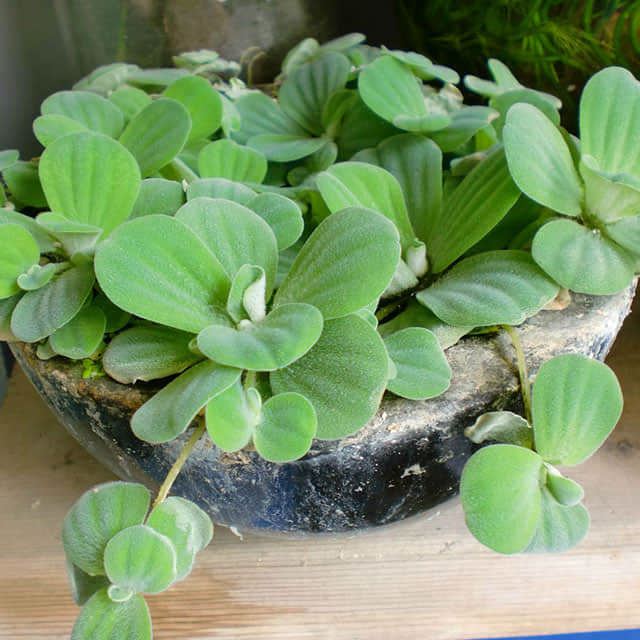 Pistia stratiotes