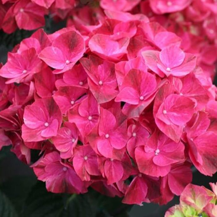Hydrangea macrophylla Magical Pink Ruby White Cottony Spots