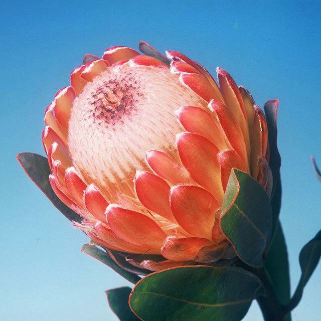 Protea Susara