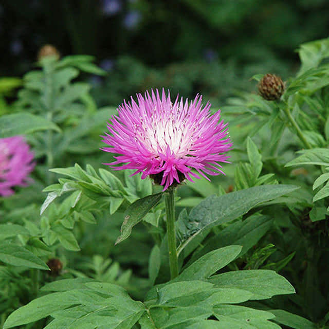 Centaurea dealbata