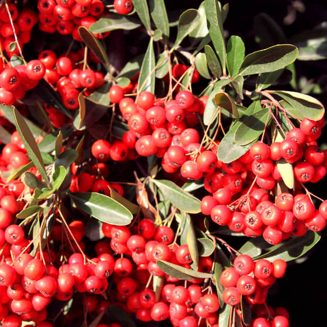 Pyracantha coccinea