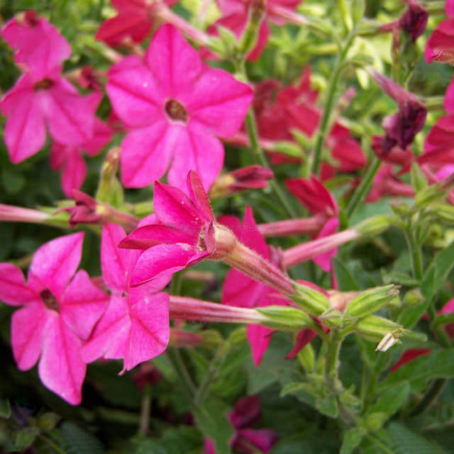 Nicotiana alata