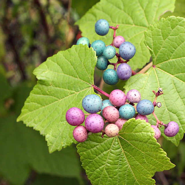 Ampelopsis brevipedunculata