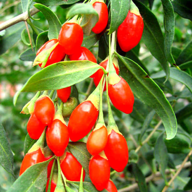 Lycium barbarum