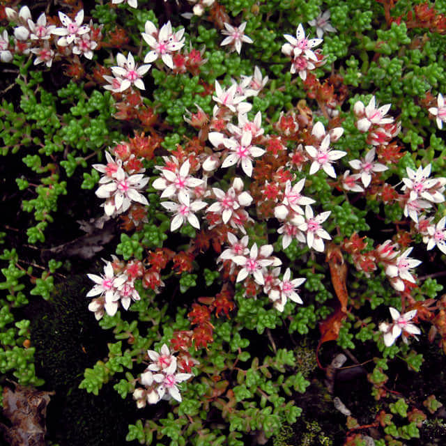 Sedum engleri hamet