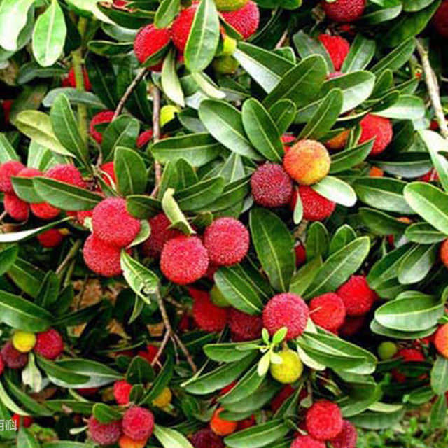 Myrica rubra
