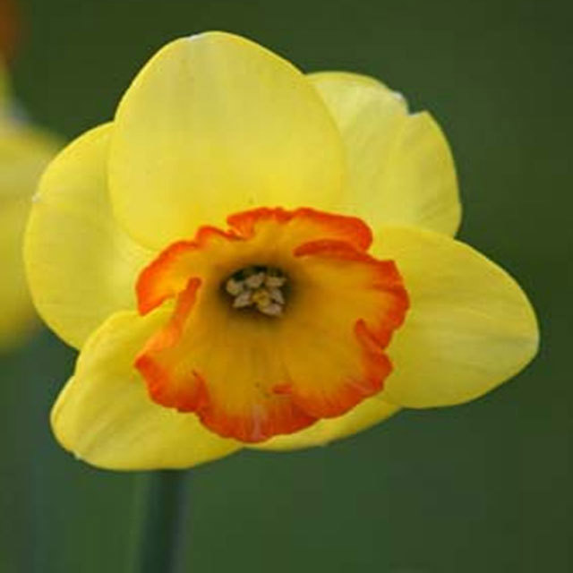 Narcissus Bantam