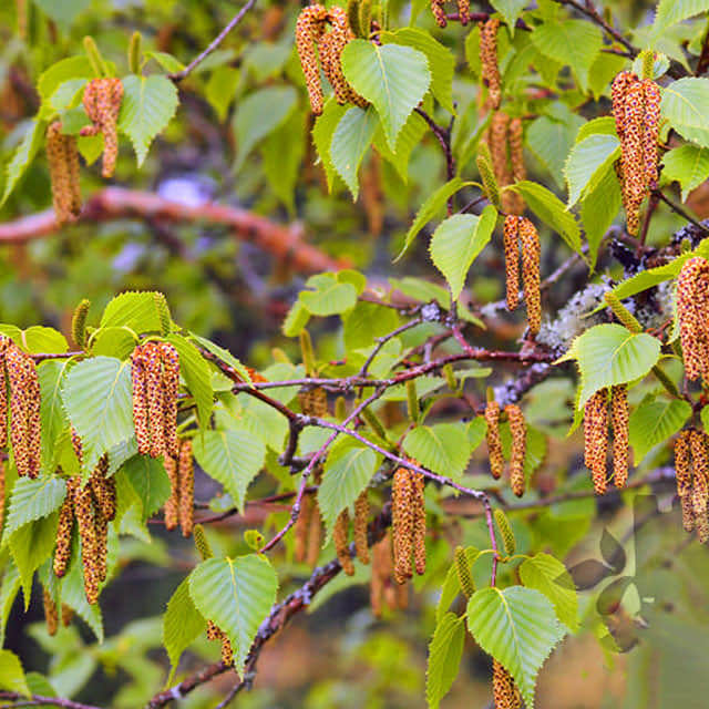 Betula utilis Sudden Leaf Drop