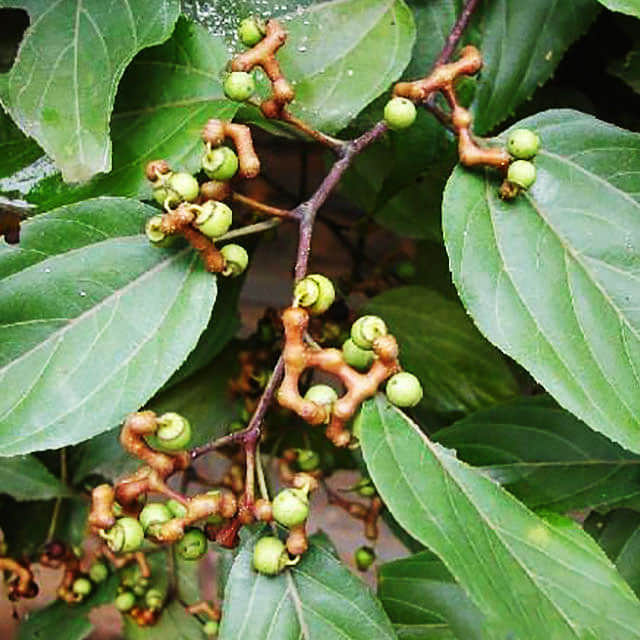 Hovenia dulcis