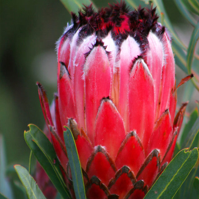 Protea neriifolia