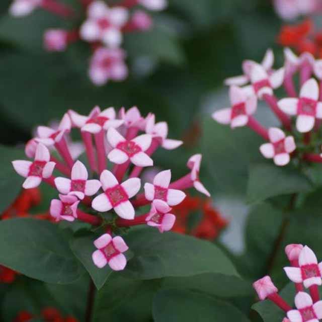 Bouvardia hybrida