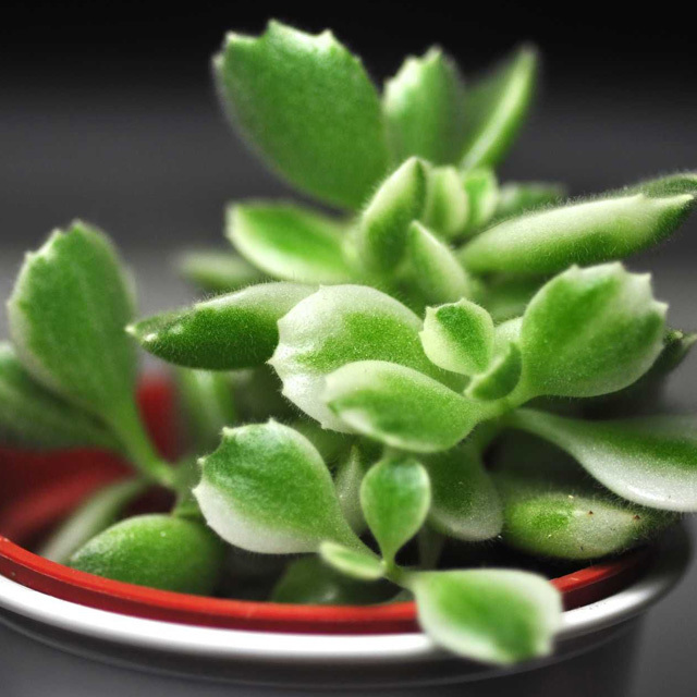 Cotyledon ladismithiensis iegata Drooping Leaves