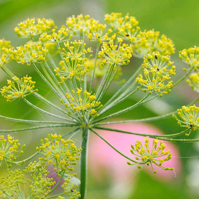 Anethum graveolens
