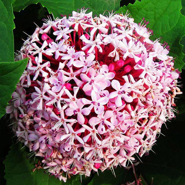 Clerodendrum bungei