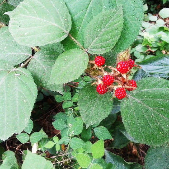 Schizophragma hydrangeoides