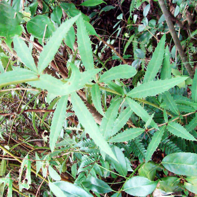 Berberis x o-gagnepainii