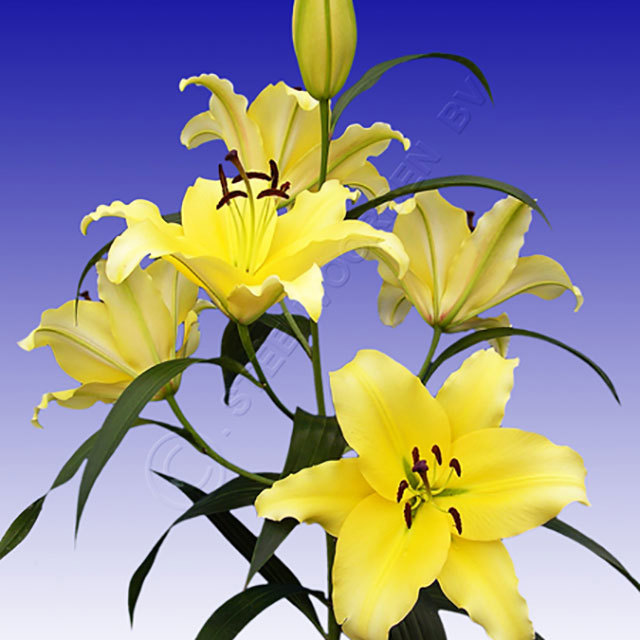 Lilium OT Lesotho Fine Webbing